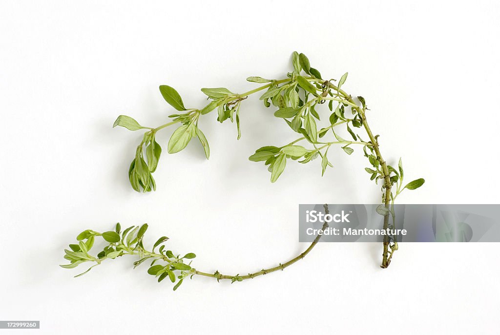 Frischen Kräutern: Thyme (Thymusdrüse serpyllum - Lizenzfrei Blatt - Pflanzenbestandteile Stock-Foto