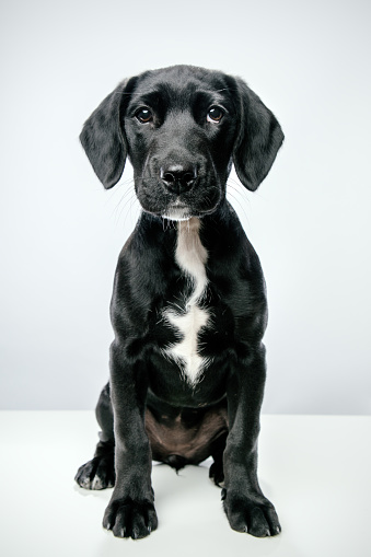 A young puppy, a mix of a beagle a black Labrador retriever.