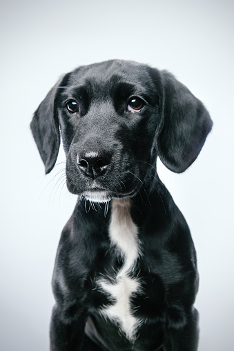 Portrait of a black american pitbull dog looking at camera listening with attention. Vertical portrait of beautiful american stafford dog posing against white background. Studio photography from a DSLR camera. Sharp focus on eyes.