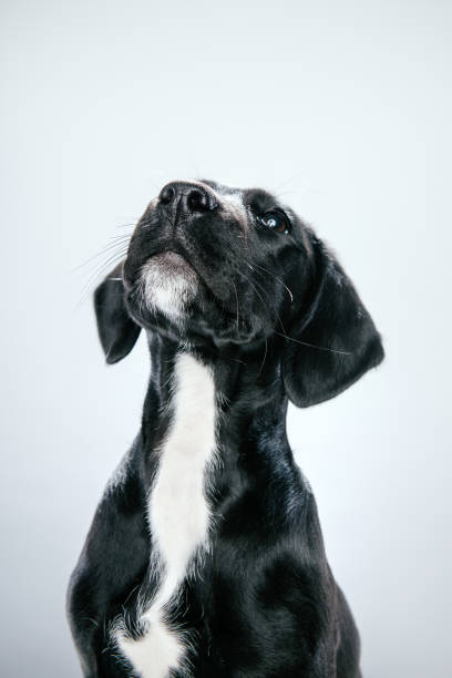 A young puppy, a mix of a beagle a black Labrador retriever.