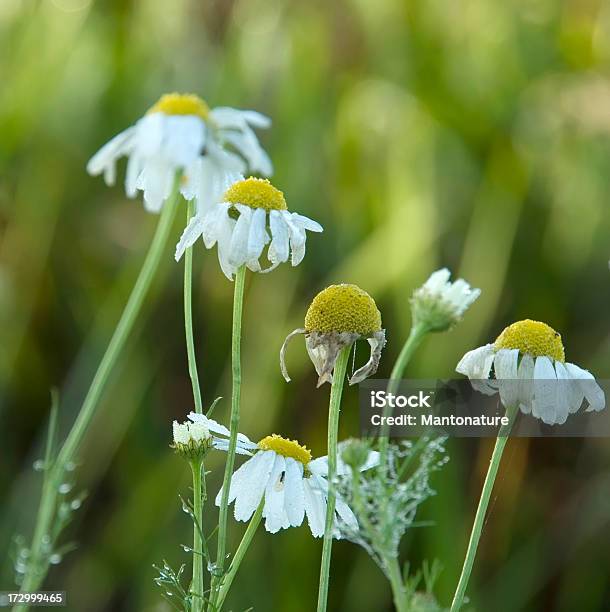 Profumato Mayweed A Settembre Con Rugiada - Fotografie stock e altre immagini di Ambientazione esterna