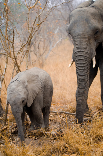 elephant encounter, kapama lodge (south africa)