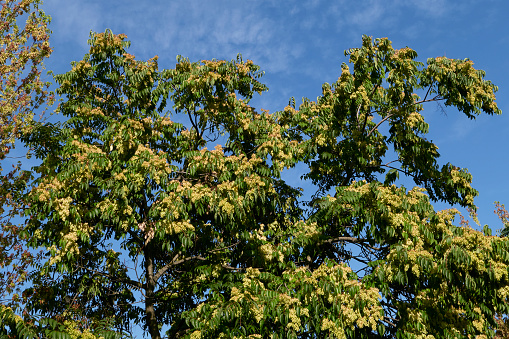 Ailanthus altissima branch with fresh fruits