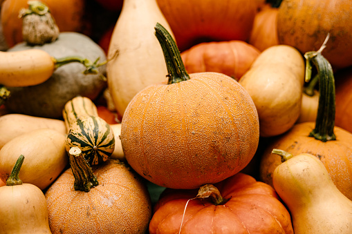 Stack of Multicolored Fall Pumpkins, Squash and Gourds Vegetables for Thanksgiving and Halloween Holidays Background