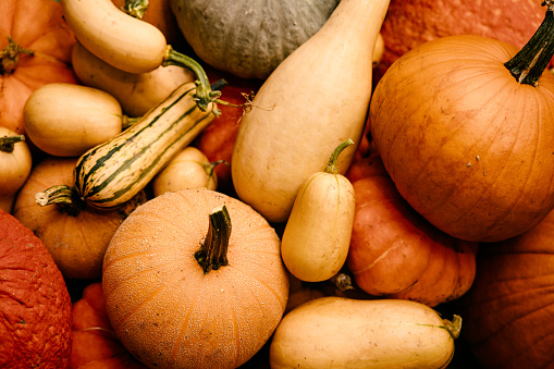 A colorful pile of pumpkins and unique organic squash, in yellows, oranges, browns, and greens.  A fresh garden harvest just in time for Halloween and the autumn season.