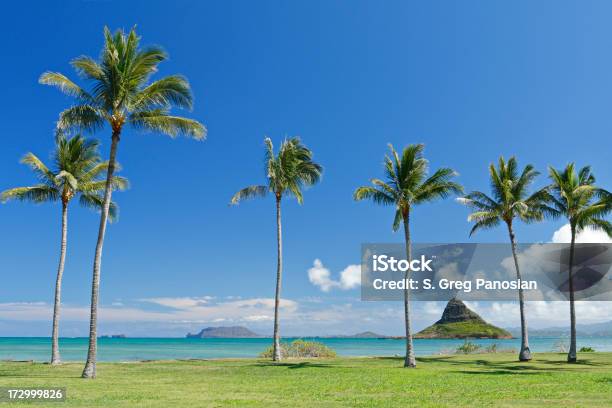 Insel Oahu Landschaft Stockfoto und mehr Bilder von Amerikanische Kontinente und Regionen - Amerikanische Kontinente und Regionen, Baum, Bildhintergrund