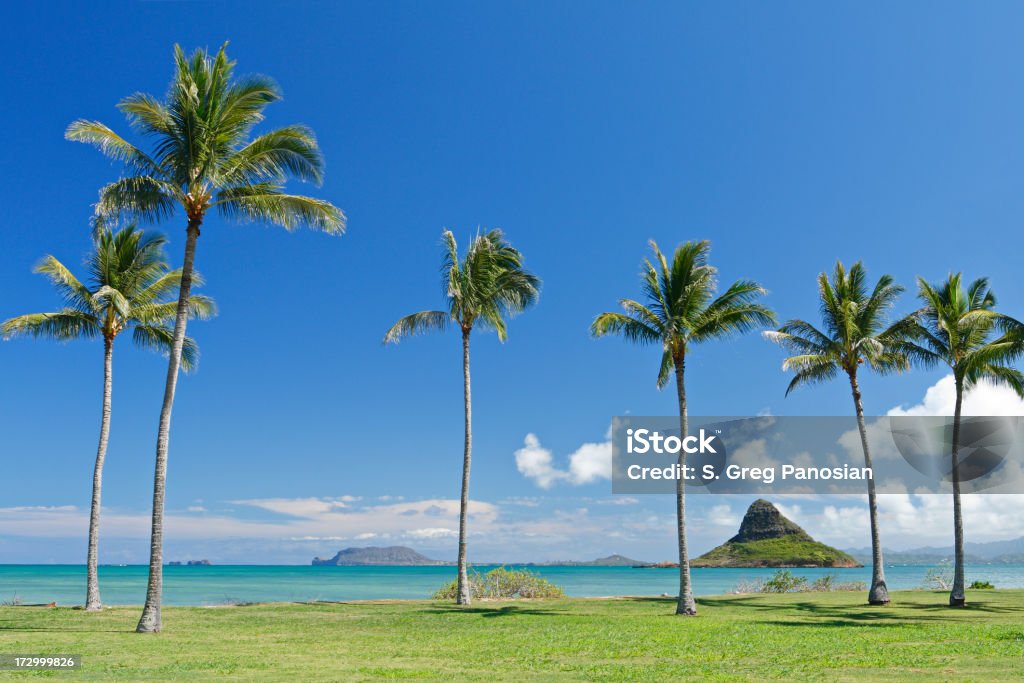 Paisaje de Oahu - Foto de stock de Agua libre de derechos