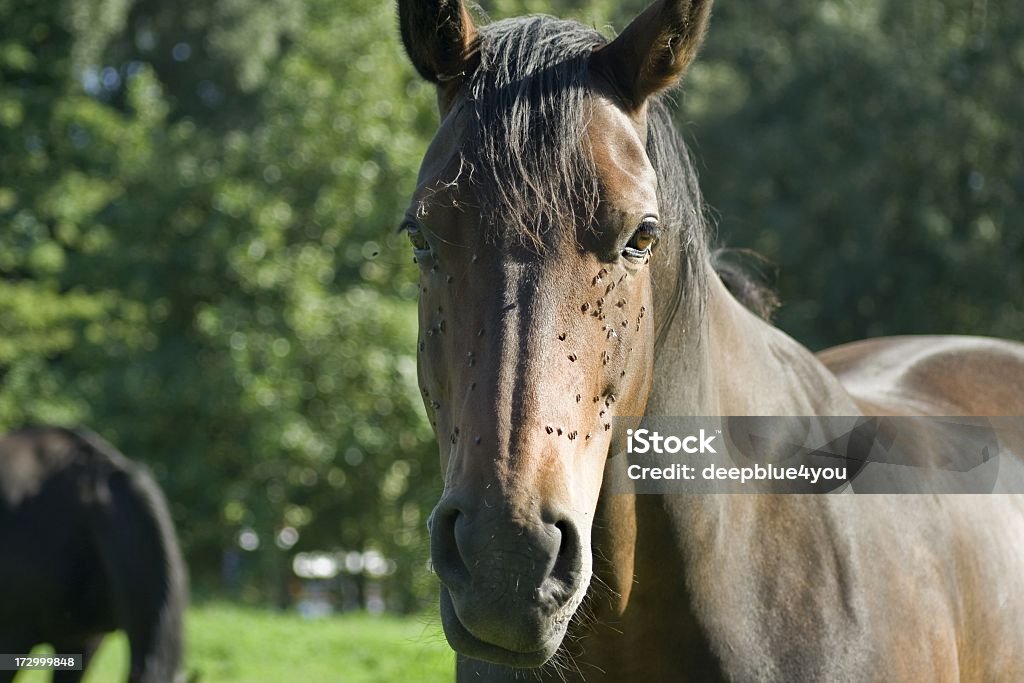 Caballo marrón bastante - Foto de stock de Caballo - Familia del caballo libre de derechos