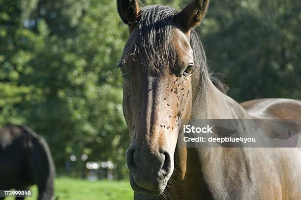 Caballo Marrón Bastante Foto de stock y más banco de imágenes de Caballo - Familia del caballo - Caballo - Familia del caballo, Tábano, Mosca doméstica