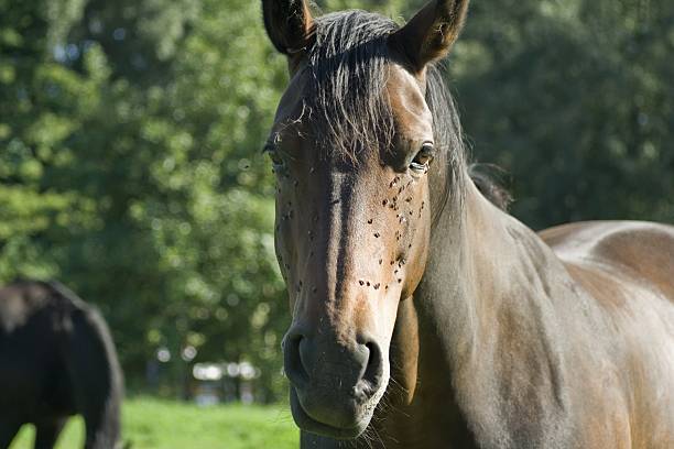 belo cavalo castanho - mosca imagens e fotografias de stock