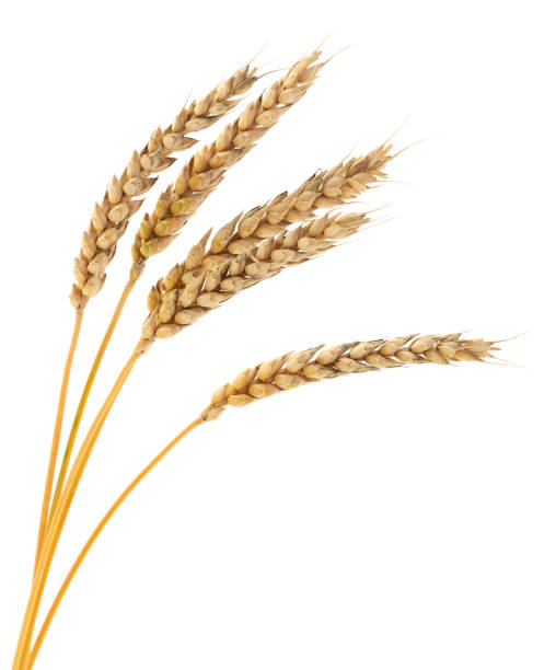 istock Ears of wheat. 1729998609