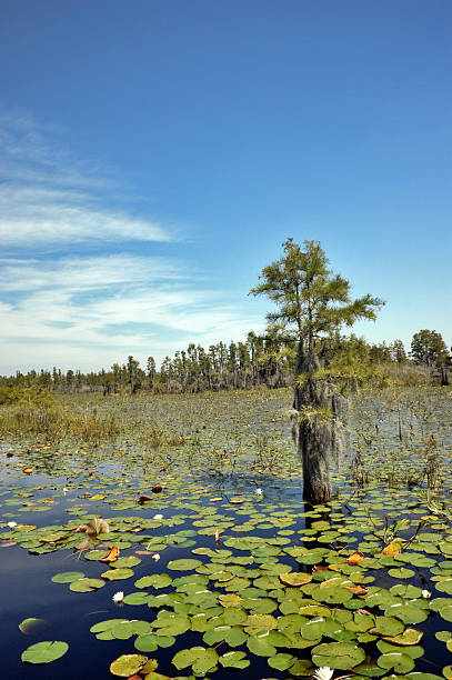 istock Solitary Tree in Okefenokee Swamp 172999999