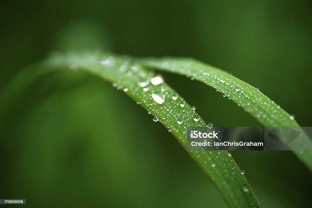 Лезвия из траве - Стоковые фото Апрель роялти-фри