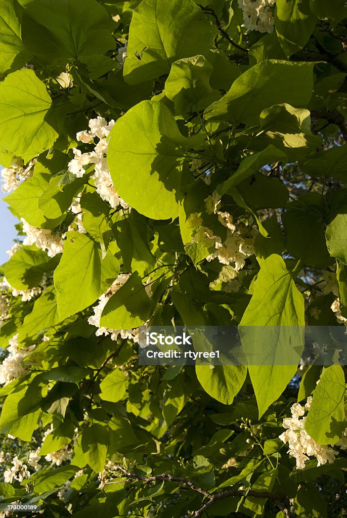 Catalpa or Catawba Tree Large heart shaped leaves and clusters of white flowers on a Catawba Tree Blossom Stock Photo