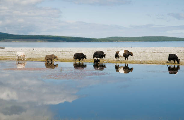 istock Yaks at Huvsgul Lake, Mongolia 173000208