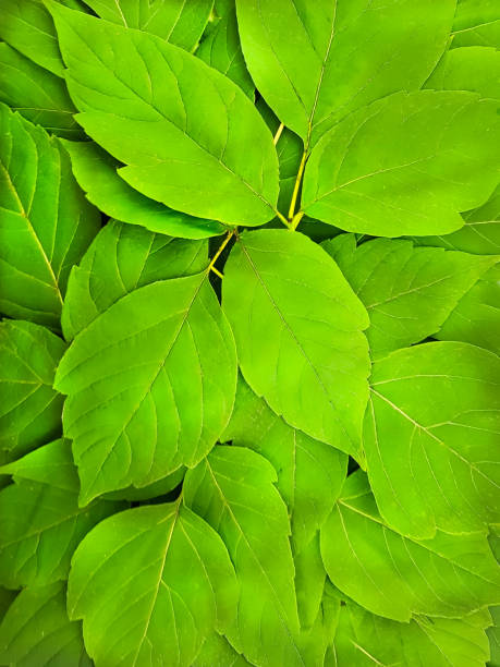Bright, green leaves of maple. Texture, background. High quality photo