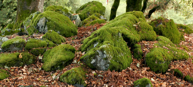 Rocks covered in green moss