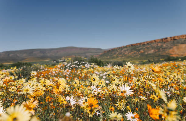 istock Biedouw Valley Wildflowers 1730004223