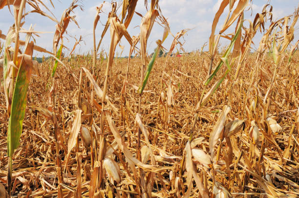 istock Storm Damaged Cornfield in Indiana 173000508