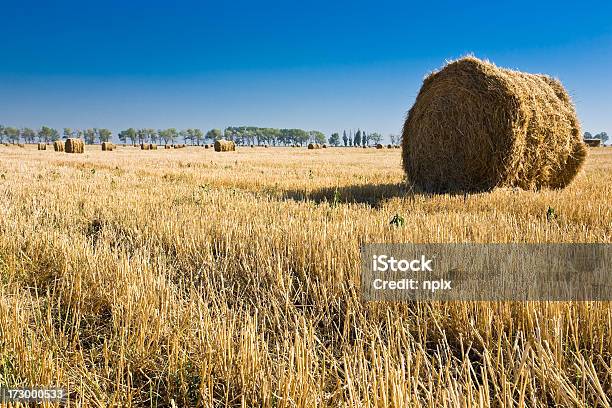 Photo libre de droit de Barbe De 3 Jours Champ De Foin Bales Complet banque d'images et plus d'images libres de droit de Agriculture - Agriculture, Aliment, Arbre