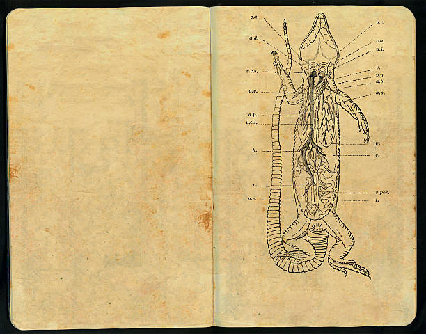 도마뱀류 구조 스케치북 - anatomy sketch pad retro revival old 뉴스 사진 이미지