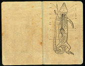 Lizard anatomy Sketch Pad