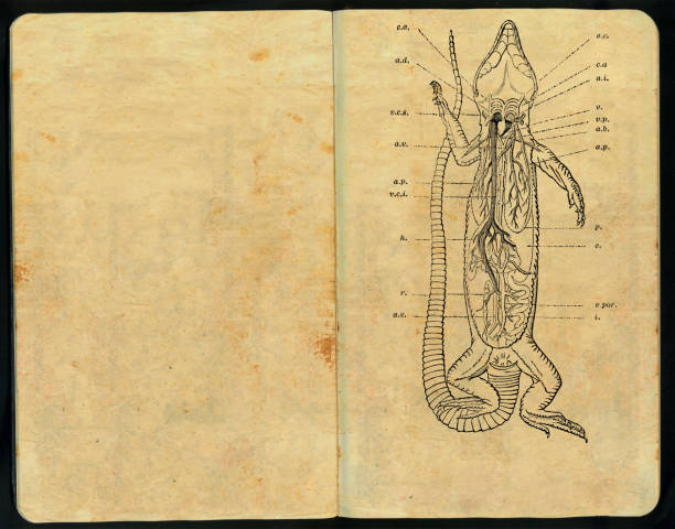 lagarto anatomia caderno de esboços - anatomy sketch pad retro revival old imagens e fotografias de stock