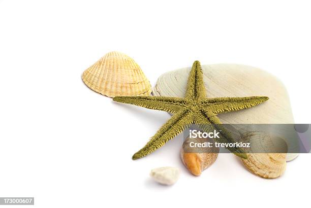 Foto de Estrela Do Mar E Conchas e mais fotos de stock de Amarelo - Amarelo, Amêijoa - Animal, Animal