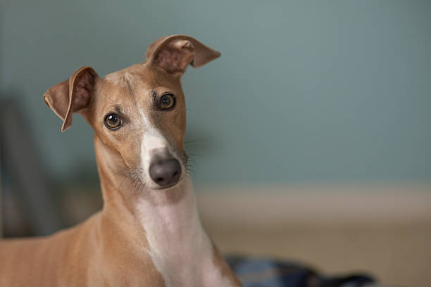 Whippet