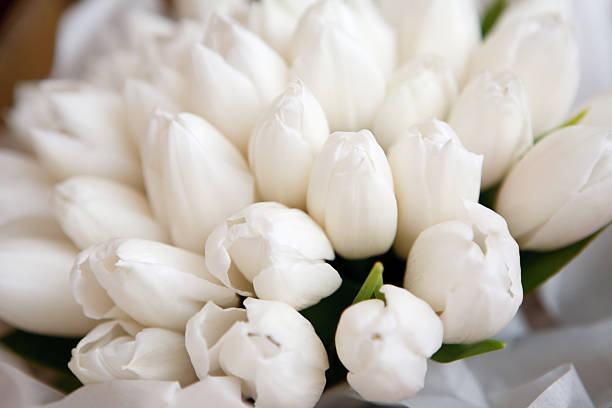 Bouquet of flowers. White Tulip on white background. Beautiful flowers for valentines and wedding scene. Valentines and 8 March Mother Women's Day concept.