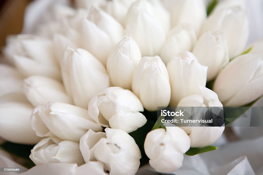 White Tulip Bouquet Detail Soft focus and shallow DOF. Tulip Stock Photo