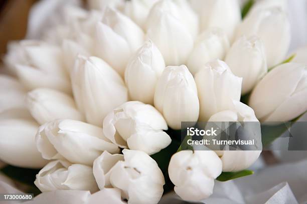 White Tulip Bouquet Detail Stock Photo - Download Image Now - Tulip, White Color, Bouquet