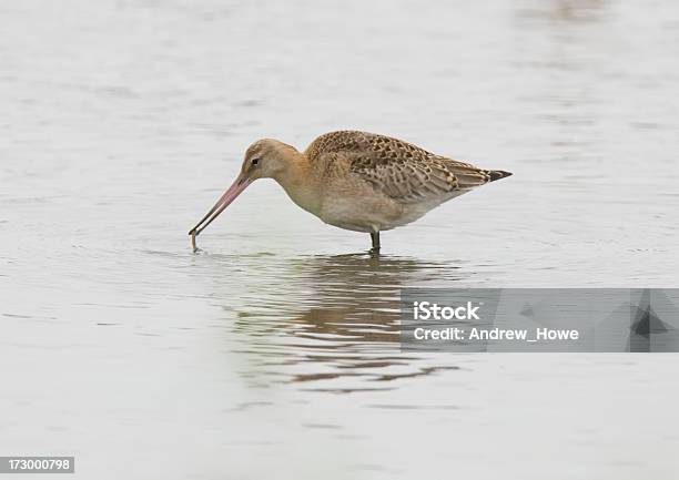 Bartailed Schnepfenvogel Limosa Lapponica Stockfoto und mehr Bilder von Europa - Kontinent - Europa - Kontinent, Farbbild, Fotografie