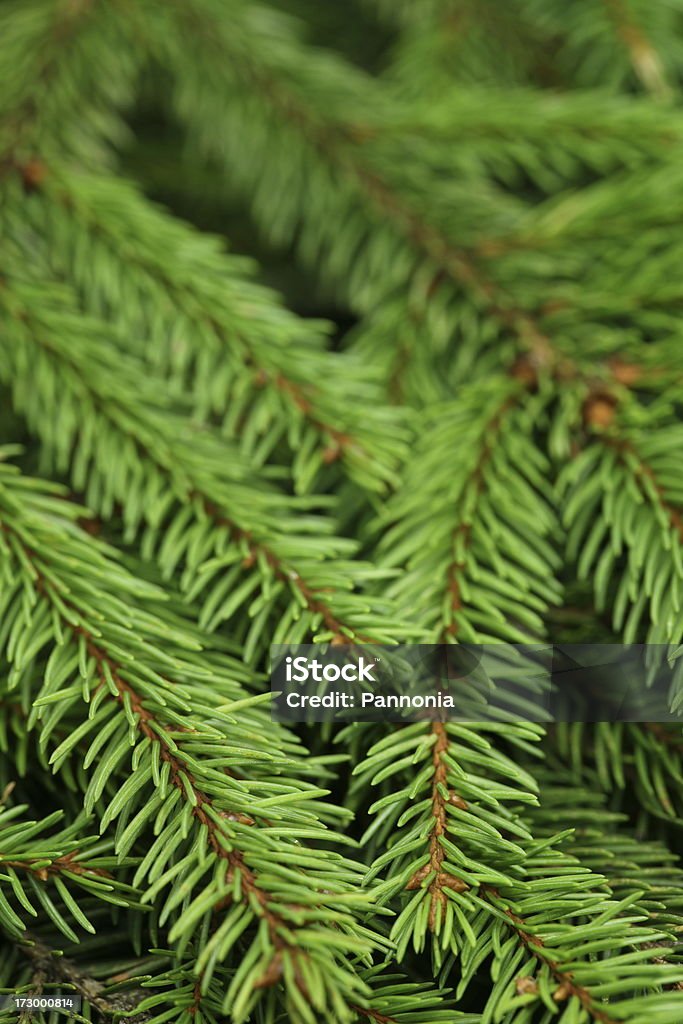 Fond d'arbre de pin - Photo de Aiguille - Partie d'une plante libre de droits