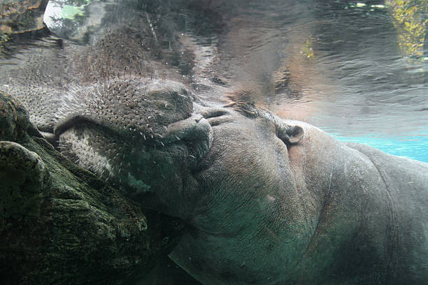 subaquático hyppo - hippopotamus amphibian sleeping hippo sleeping imagens e fotografias de stock