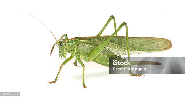 Cavalletta - Fotografie stock e altre immagini di Grillo - Insetto - Grillo - Insetto, Scontornabile, Animale