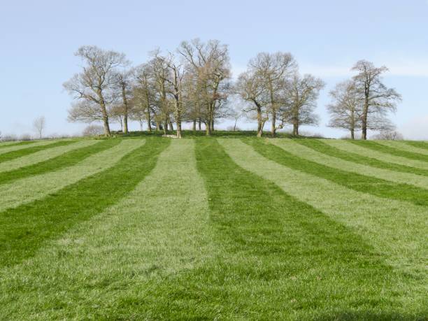 Mown relva riscas de acordo na linha de árvores - fotografia de stock