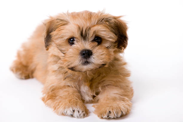 istock Cute puppy dog 173001622