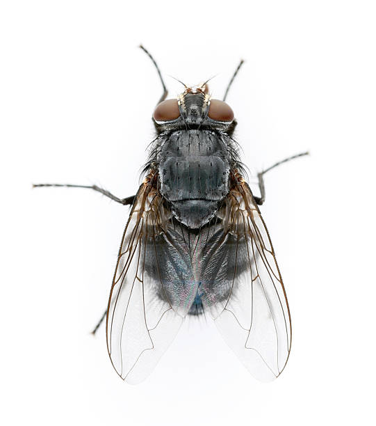 fly - fly housefly ugliness unhygienic stock-fotos und bilder