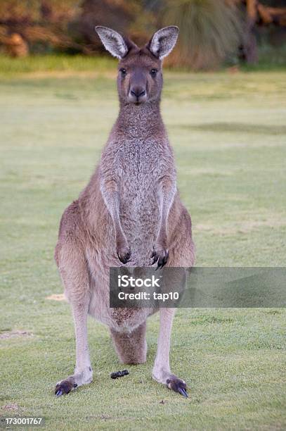 Z Kangaroo Joey - zdjęcia stockowe i więcej obrazów Kangur - Kangur, Torba lęgowa, Australia