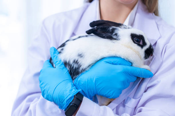 istock Scientist or pharmacist holding cute fluffy Bunny in laboratory. Friendship with Easter Bunny. 1730017705