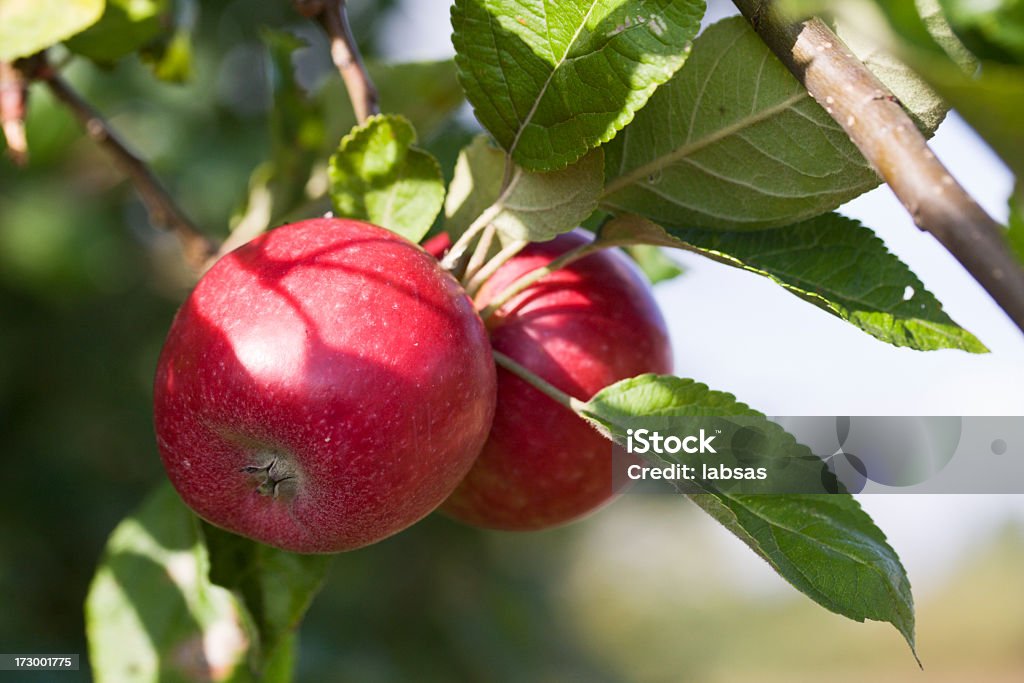 Roten Äpfeln im Herbst. - Lizenzfrei Agrarbetrieb Stock-Foto