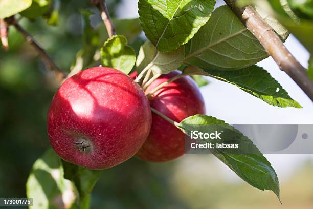 Roten Äpfeln Im Herbst Stockfoto und mehr Bilder von Agrarbetrieb - Agrarbetrieb, Apfel, Apfelbaum