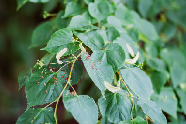 istock Linden Lime tree leaves in summer. 1730019468