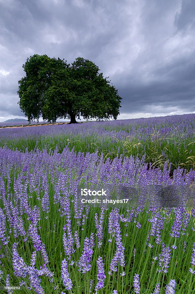 Champ de lavande couvert - Photo de Arbre libre de droits