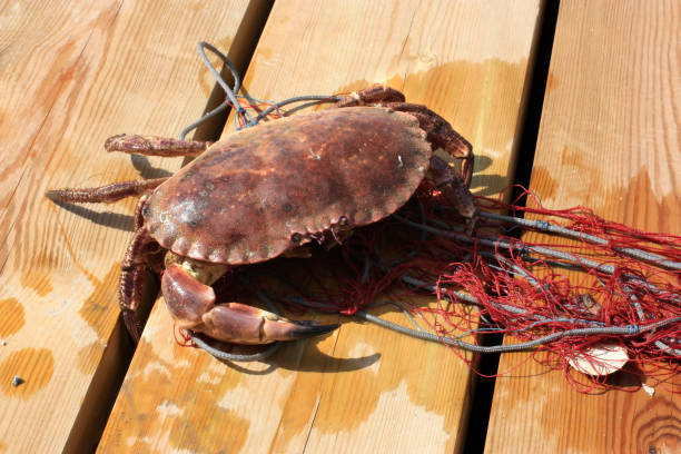 istock Big Stone Crab in fishing net 173002177