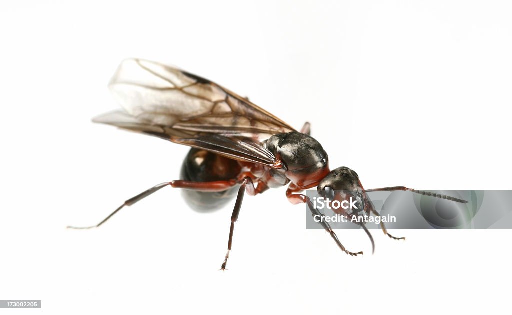 flying ant Similar images: Ant Stock Photo