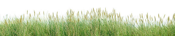 panorama d'herbe isolé sur fond blanc. - plante sauvage photos et images de collection