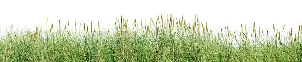 Photo of Grass panorama isolated on white.