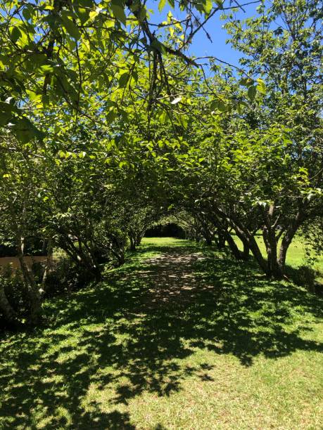 istock Green garden and a path full of leaves 1730028270